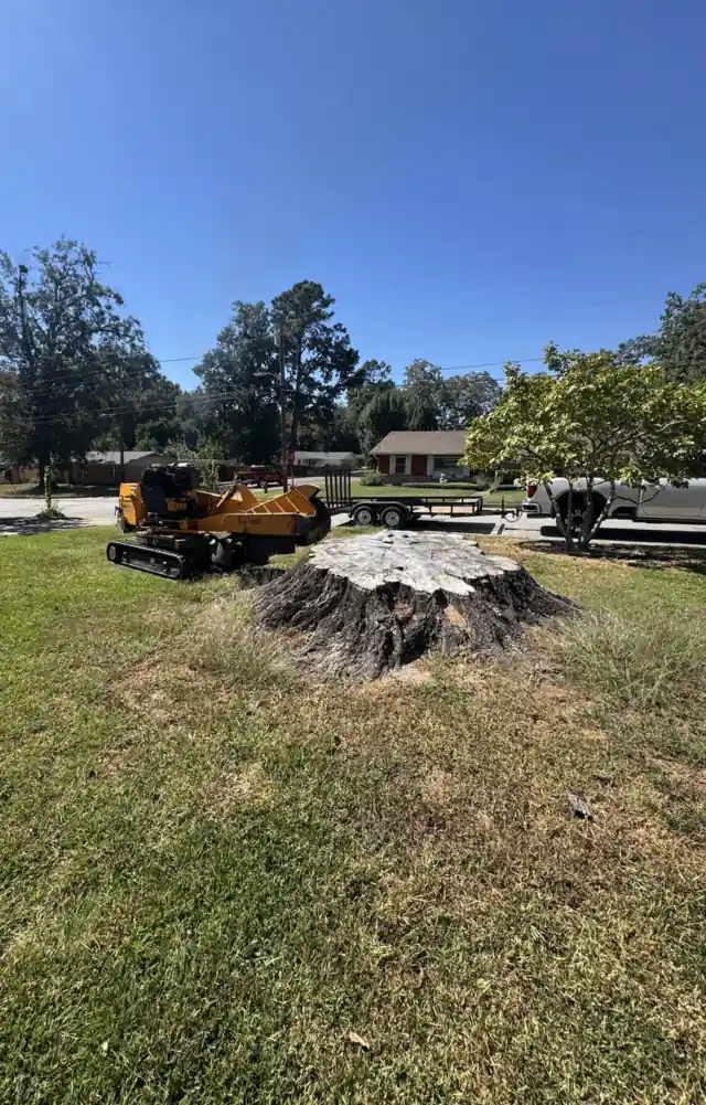 A big cut stump on a lawn with a stump grinder and trailer parked behind it