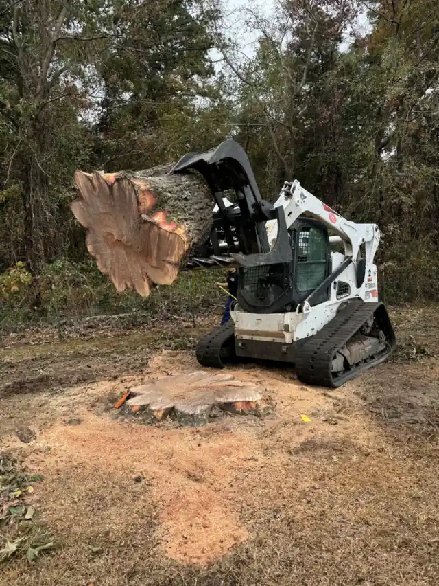 A JR Tree Service track loader carrying a huge cut trunk round in its grapple over a fresh stump