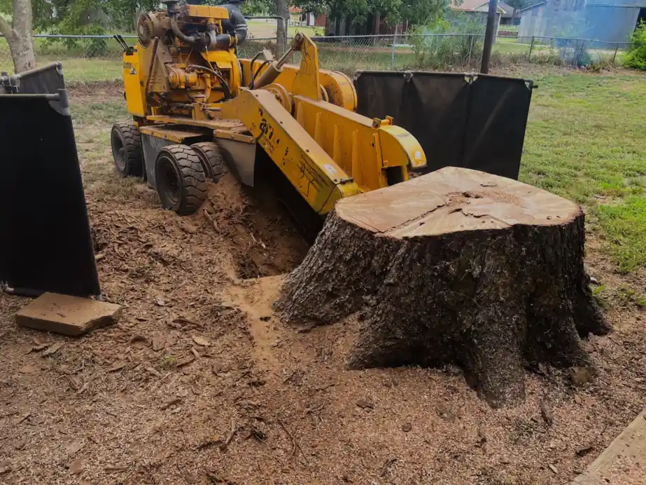 A yellow stump grinder beside a large fresh stump, sawdust and chips on the ground
