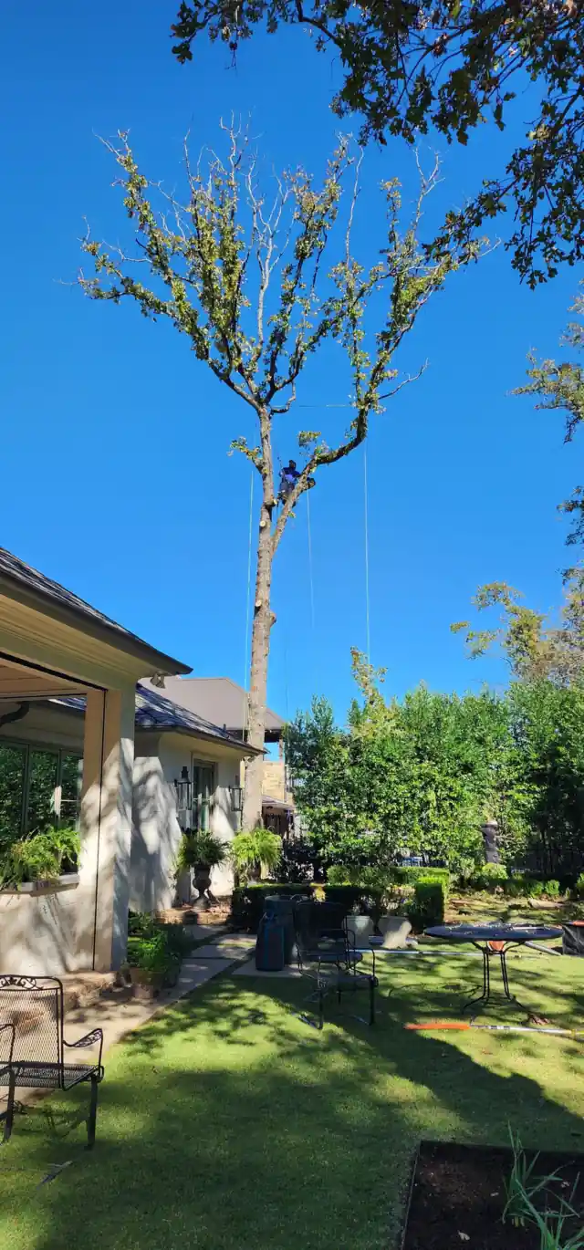 A tall East Texas tree limbed up clean beside a house against a blue sky