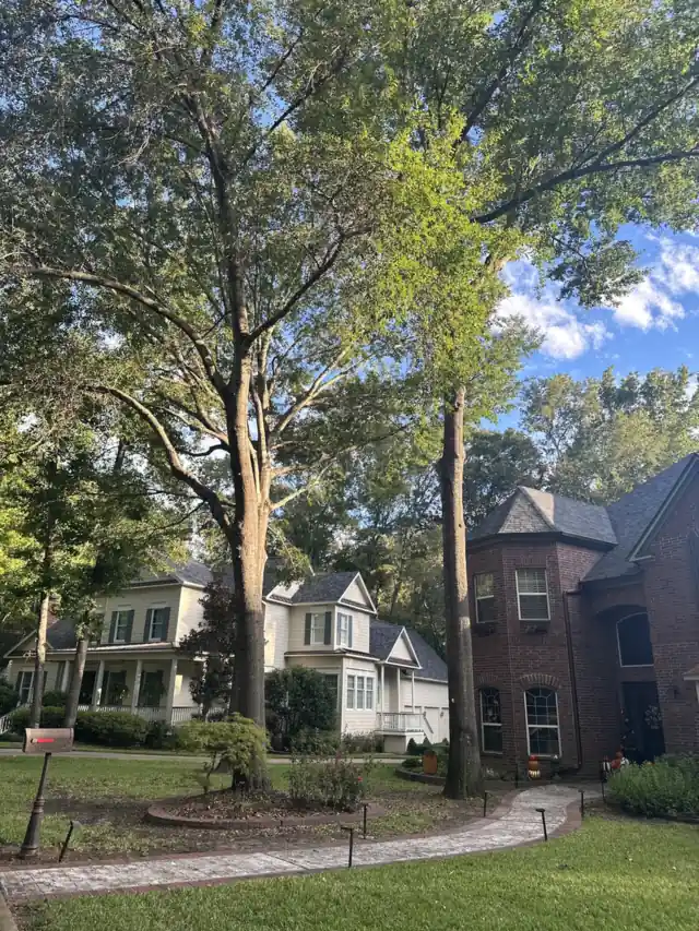 Trimming Oaks and Pines Around Tyler: Mistletoe, Low Limbs and Summer Heat