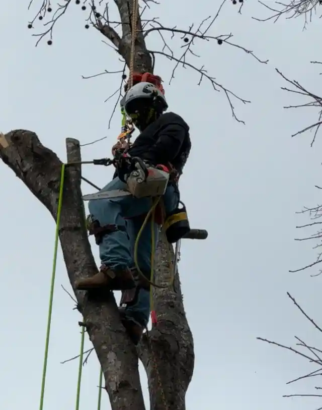 A JR Tree Service climber roped into a bare tree with a saw, helmet and visor down